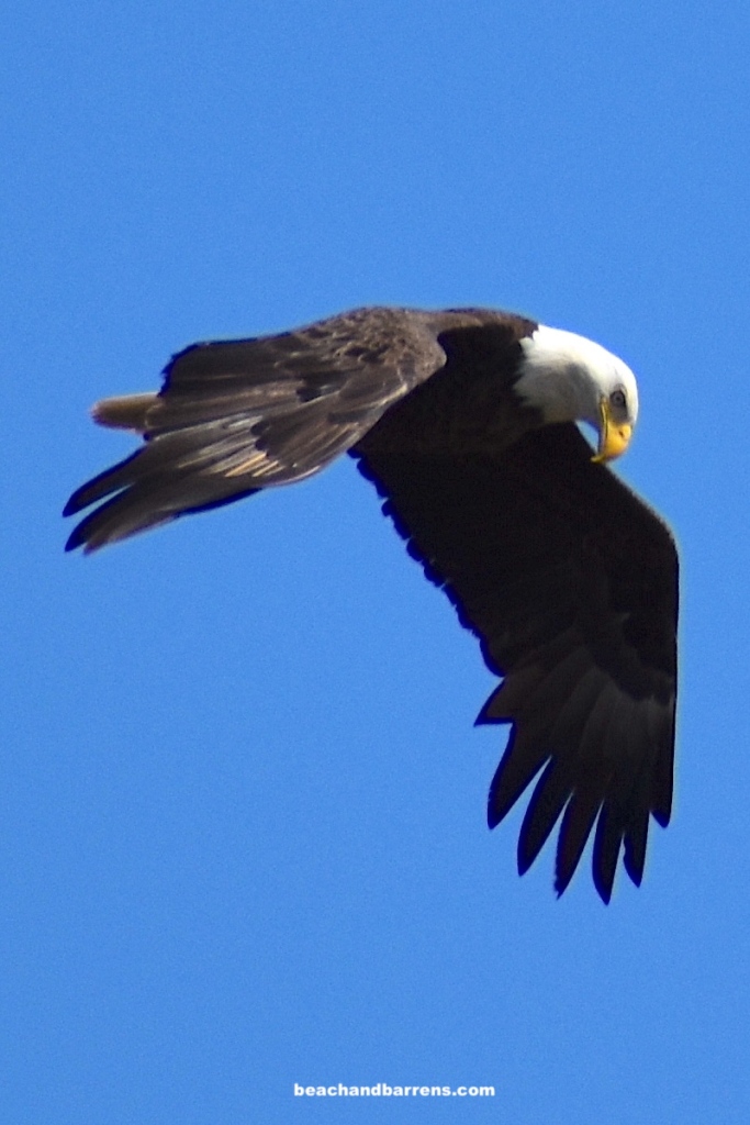 Adult Bald Eagle hunting at Edwin B. Forsythe National Wildlife Refuge on Good Friday 2022