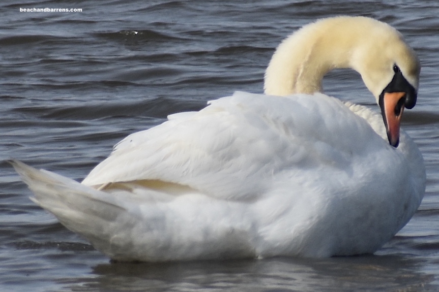 A mute swan in the bay at Forsythe Wildlife Refuge in Galloway, NJ